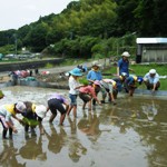 田植えの様子