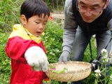 食べられる草花摘み