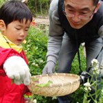 野草つみ