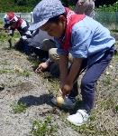 玉ねぎの収穫