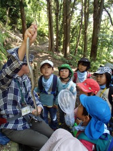 シマヘビさんとご対面