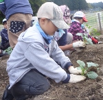 植え付け