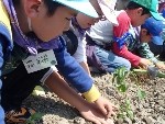 野菜の苗植え