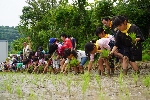 田植え2