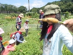 【報告】7/19わんぱく題楽「わんぱくカレー作りと水辺の生き物」