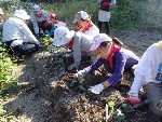 苗の植え付け