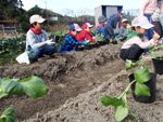 ソラマメ苗植え