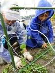 エンドウ豆の苗植え