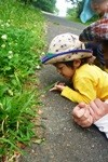 アリの観察