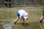 田植え①