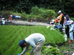 田んぼの生き物