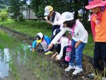 田んぼの観察