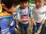 アワフキムシ