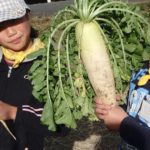 【報告】わんぱく里山　12/9「切り干し大根作りと焼き芋と しめ縄飾り」