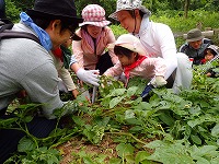 【報告】6/2里山のかやねずみ　にちようび　畑で収穫体験