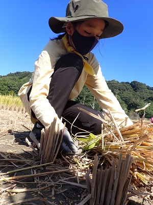 【報告／わんぱく里山10月】みのりの秋だ！稲刈りだ！