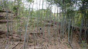 【里山BASE in spring】自分で掘った！友達と見つけた最高のたけのこ【報告】